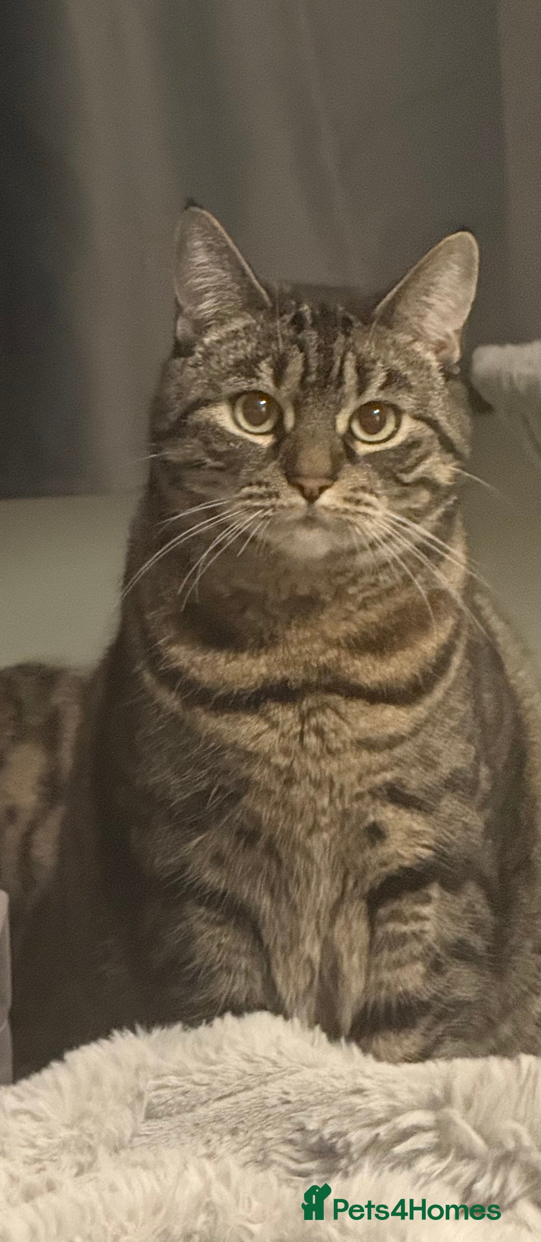 Domestic Shorthair cats for sale: Lola looking for new home  - Image 1