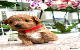 Maltipoo dogs for sale: Beautiful F1B Toy Size Maltipoo Puppies - Image 10