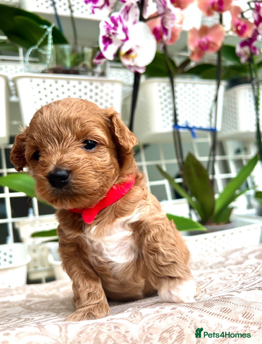 Maltipoo dogs for sale: Beautiful F1B Toy Size Maltipoo Puppies - Image 10