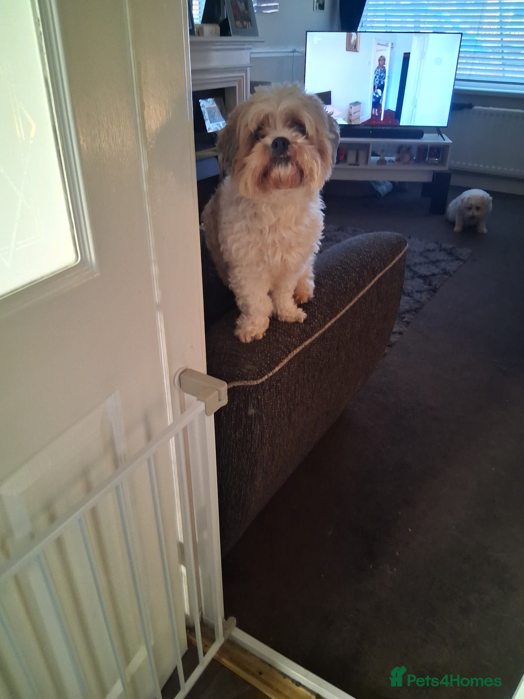 Mixed Breed dogs for sale: Cockapoo/Shitzu Puppies for sale  - Advert 6