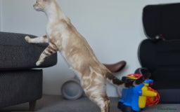 Bengal cats for stud: ***WANTED STUD***F1 Bengal stud needed - Image 4
