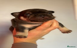 French Bulldog dogs for sale: Chunky French bulldog puppies  - Image 28