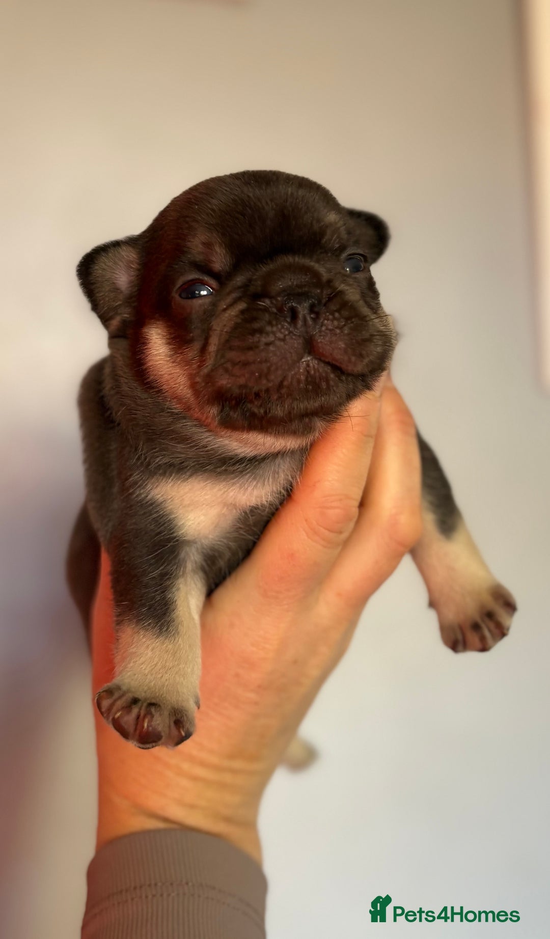 French Bulldog dogs for sale: Chunky French bulldog puppies  - Image 28