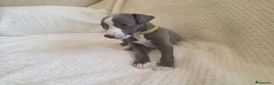 Whippet 2