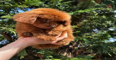Toy Poodle dogs - Advert 8