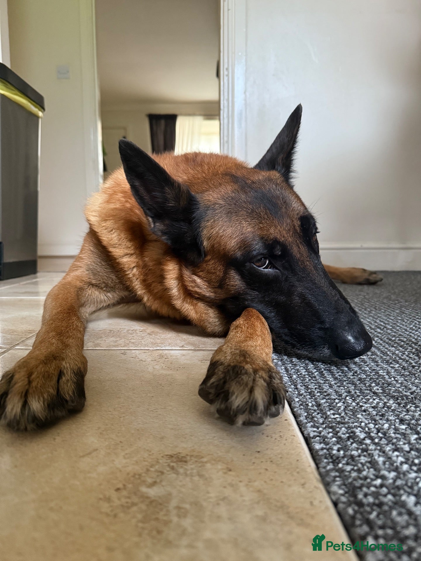 Belgian Shepherd Dog dogs Proven KC Belgian Malinois Stud – 0% COI - Advert 6