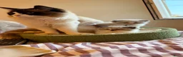 Ragdoll cats for sale: Pedigree Ragdoll Registered Kittens  🌸  - Advert 30