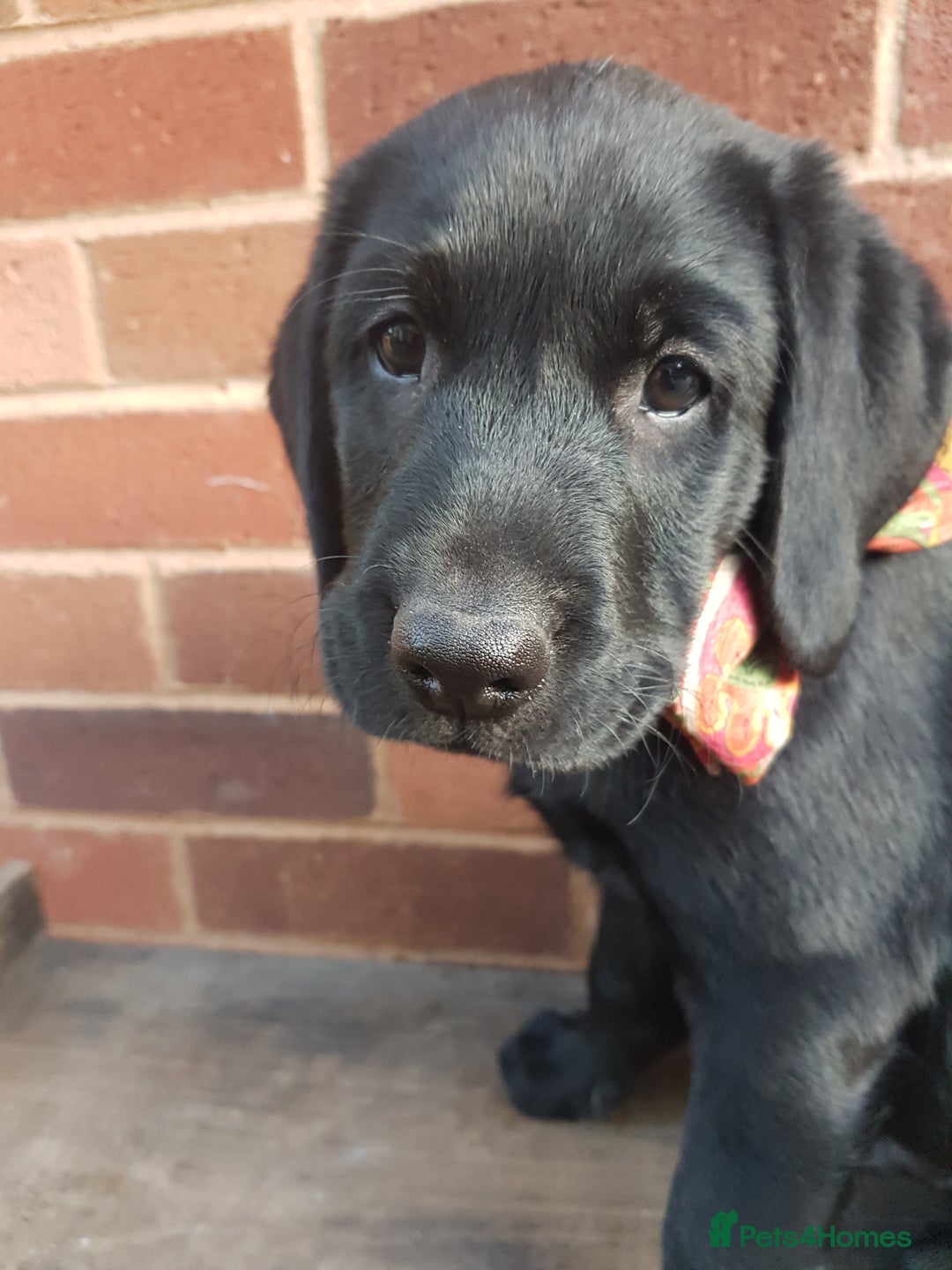 Labrador Retriever dogs for sale: KC Registered Labrador puppies  - Image 25
