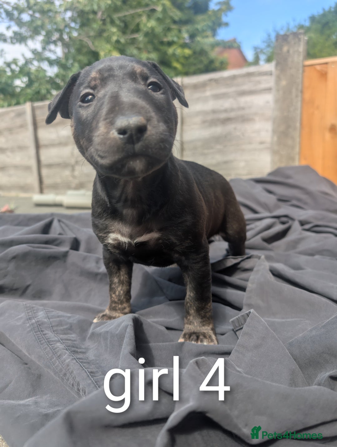 English Bull Terrier dogs for sale: Working line English bull terriers  - Image 9