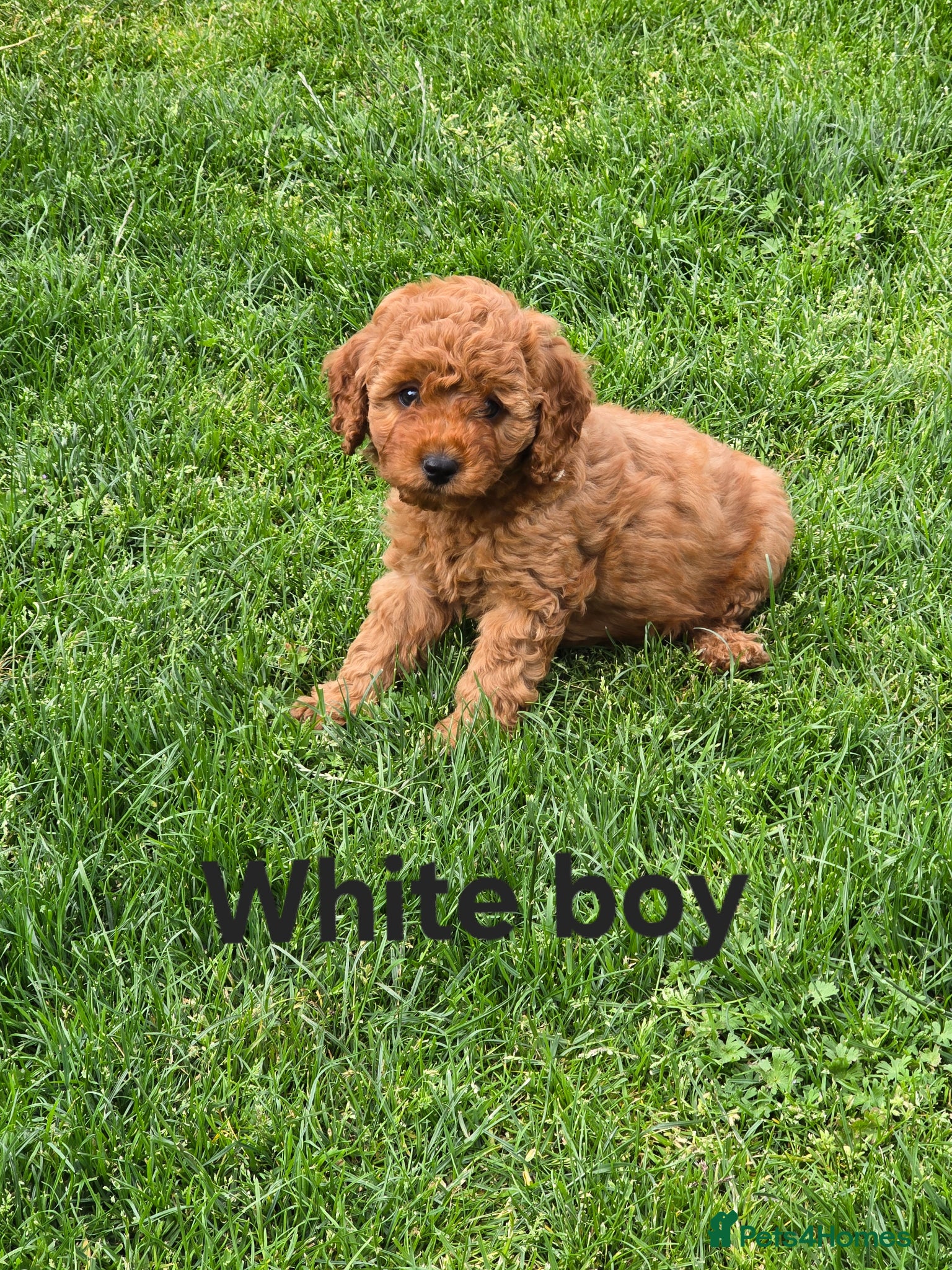 Cavapoo dogs ❤️Cavapoo F1b❤️ DNA tested  - Advert 2