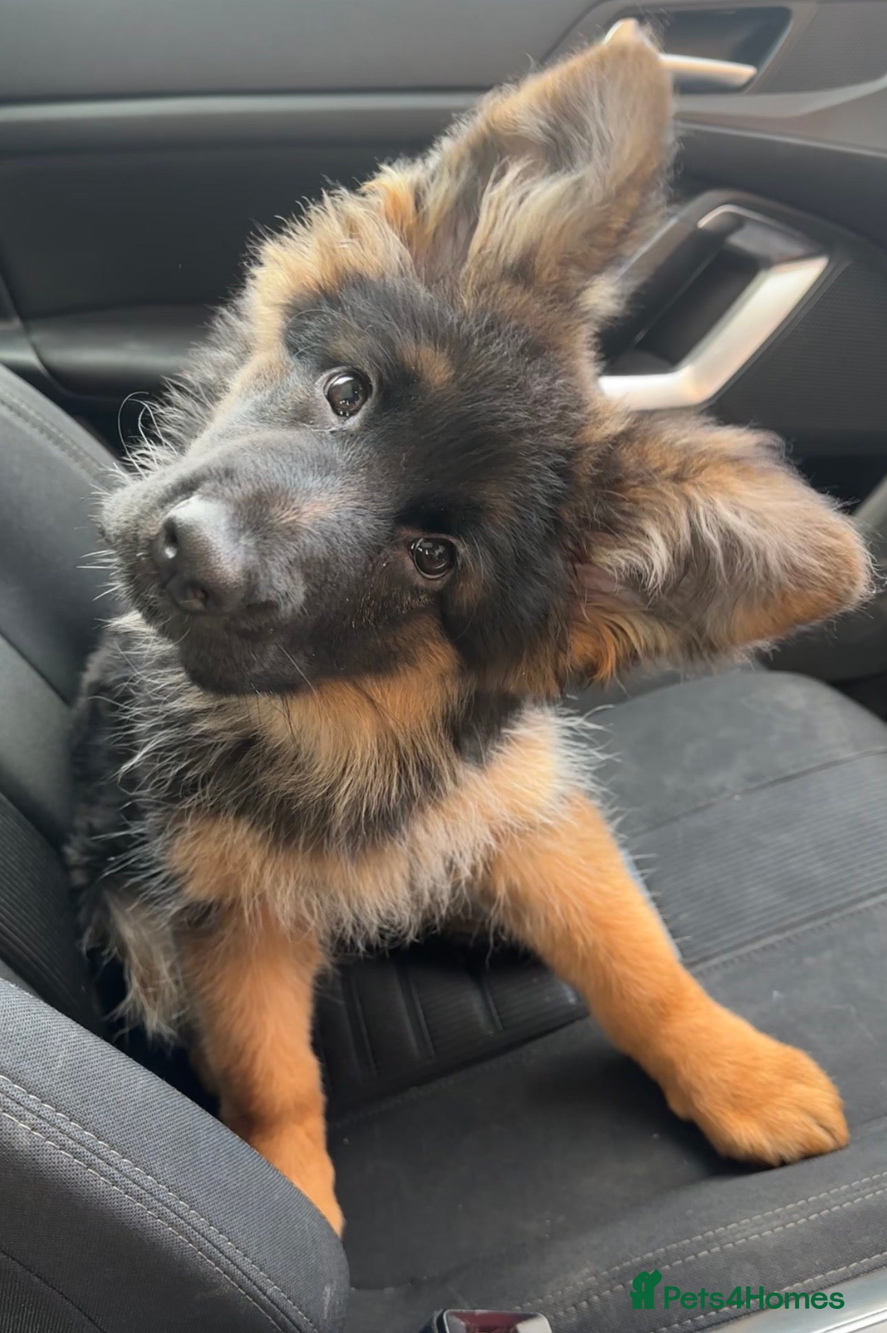 German Shepherd dogs Kc German Shepherd Puppy  - Advert 1