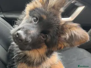 German Shepherd dogs Kc German Shepherd Puppy - Advert 1