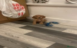 Cavapoo dogs for sale: Pappy for sale - Image 1