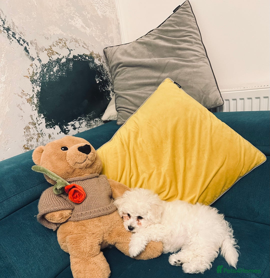 Bichon Frise dogs for sale: ✨ Bichon Frisé Puppies from Champion Bloodlines ✨ - Advert 10