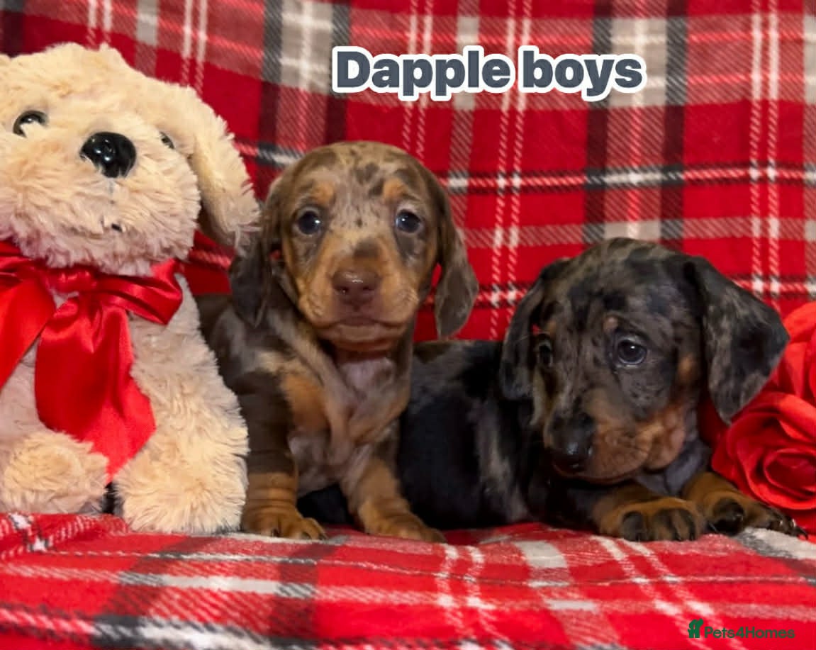 Dachshund dogs 6 Dachshund Puppies - Advert 4