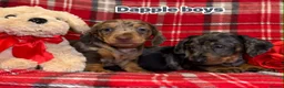 Dachshund dogs for sale: Dachshund Puppies - Advert 2