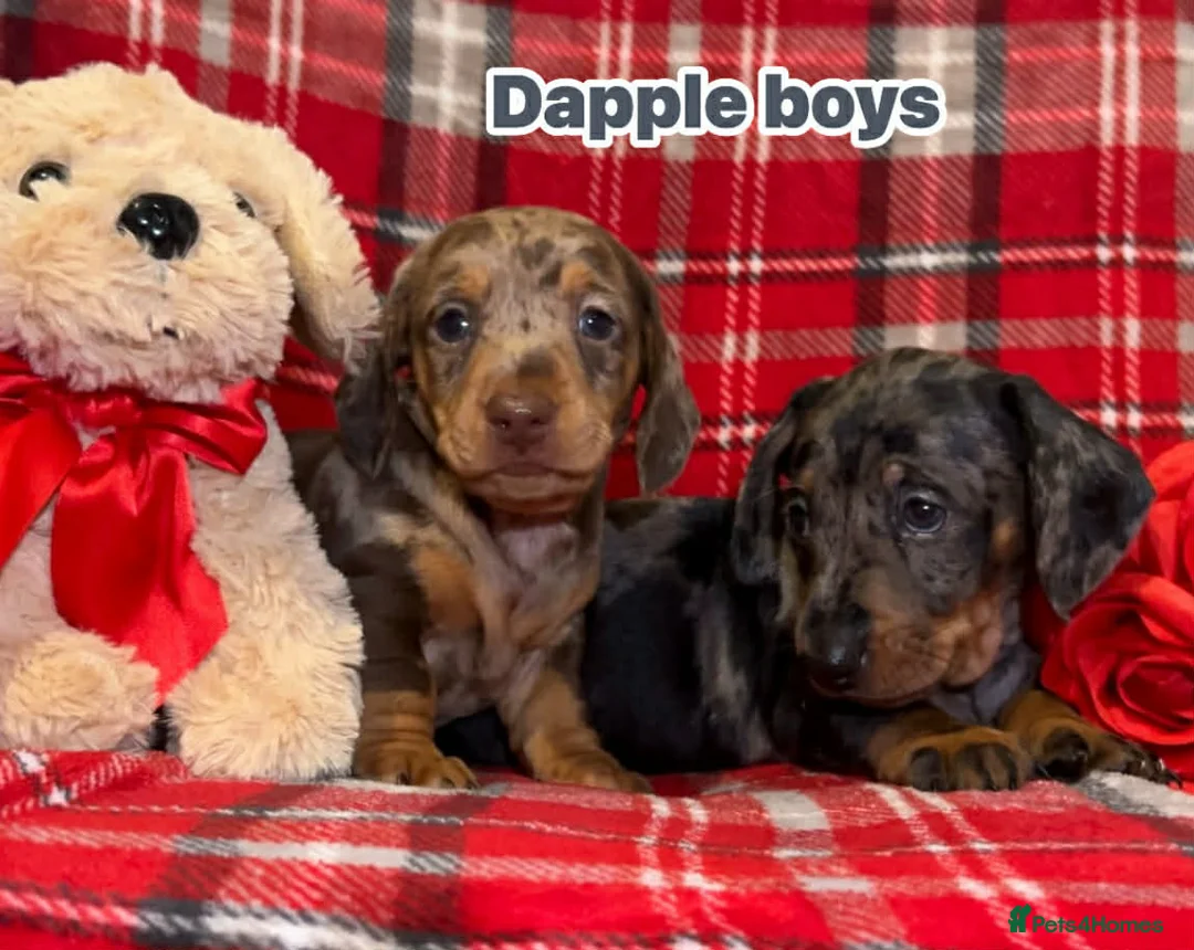 Dachshund dogs for sale: Dachshund Puppies - Advert 2