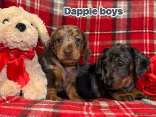 Dachshund dogs 6 Dachshund Puppies - Advert 4
