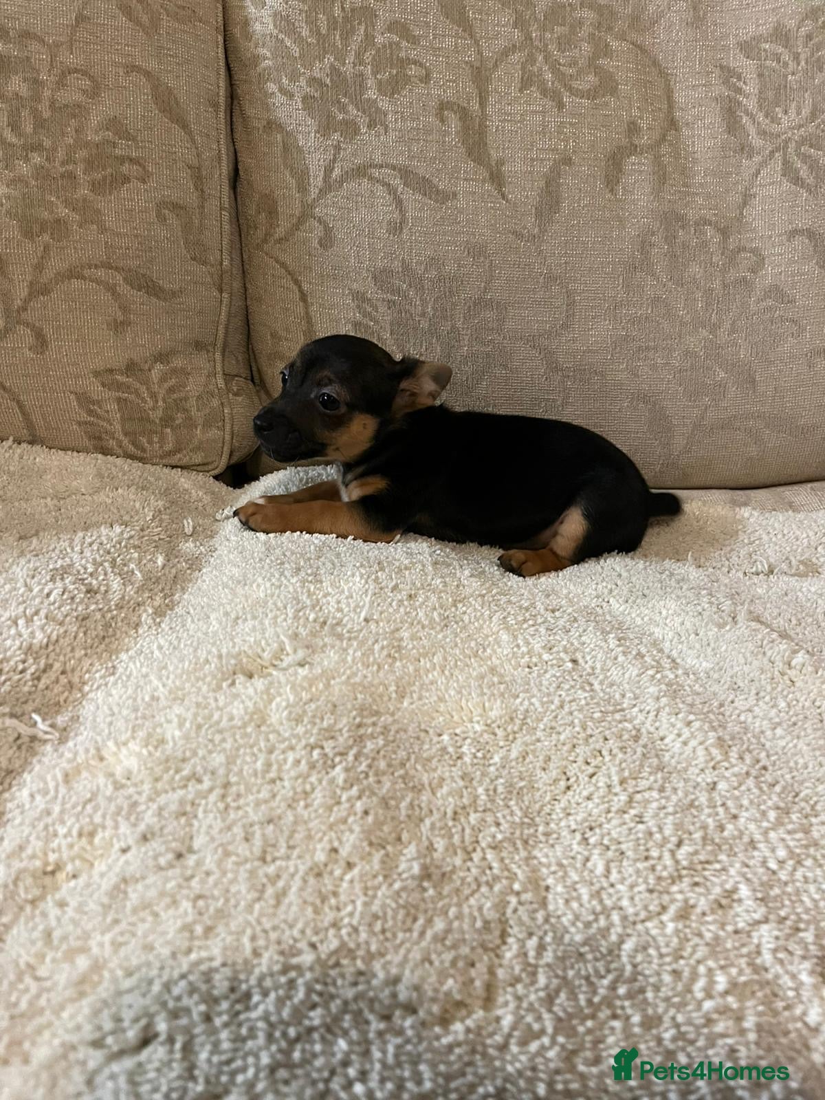 Jack Russell dogs Jack Russell  - Advert 17