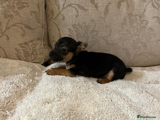 Jack Russell dogs Jack Russell - Advert 9