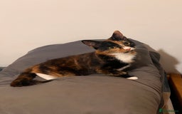 Mixed Breed cats for sale: 5 Mixed breed kittens for sale - Image 1