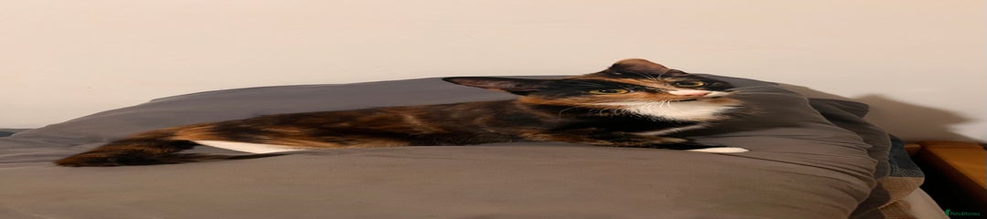 Tortoiseshell Kitten 