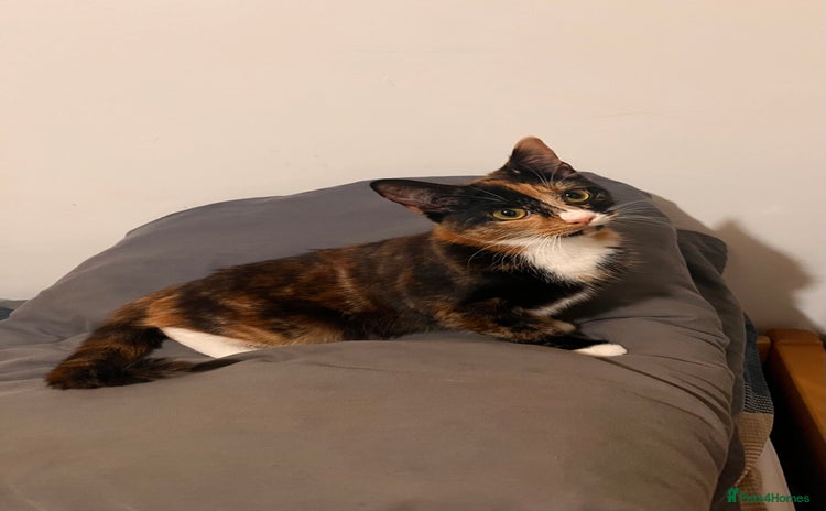 Mixed Breed cats - Advert 13