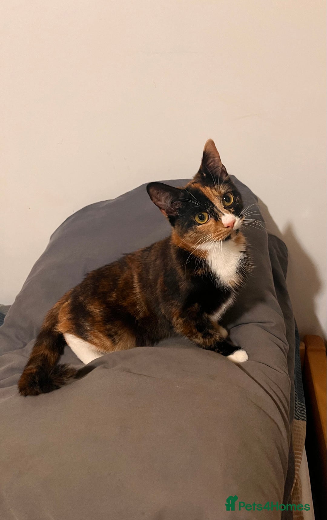 Mixed Breed cats for sale: 5 Mixed breed kittens for sale - Image 1