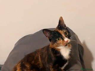 Mixed Breed cats - Advert 7