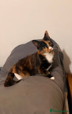 Mixed Breed cats - Advert 9