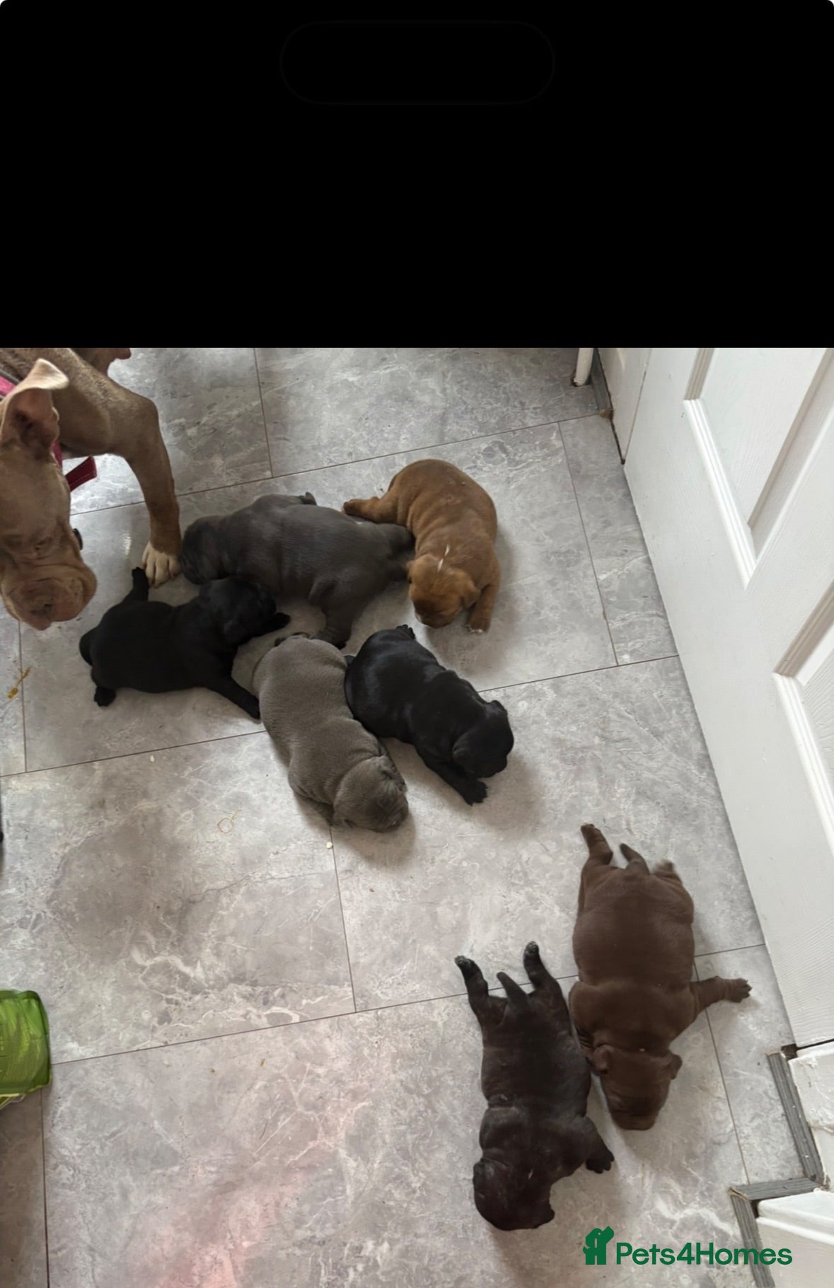 American Bully dogs **MICRO BULLY PUPPIES *** - Advert 1