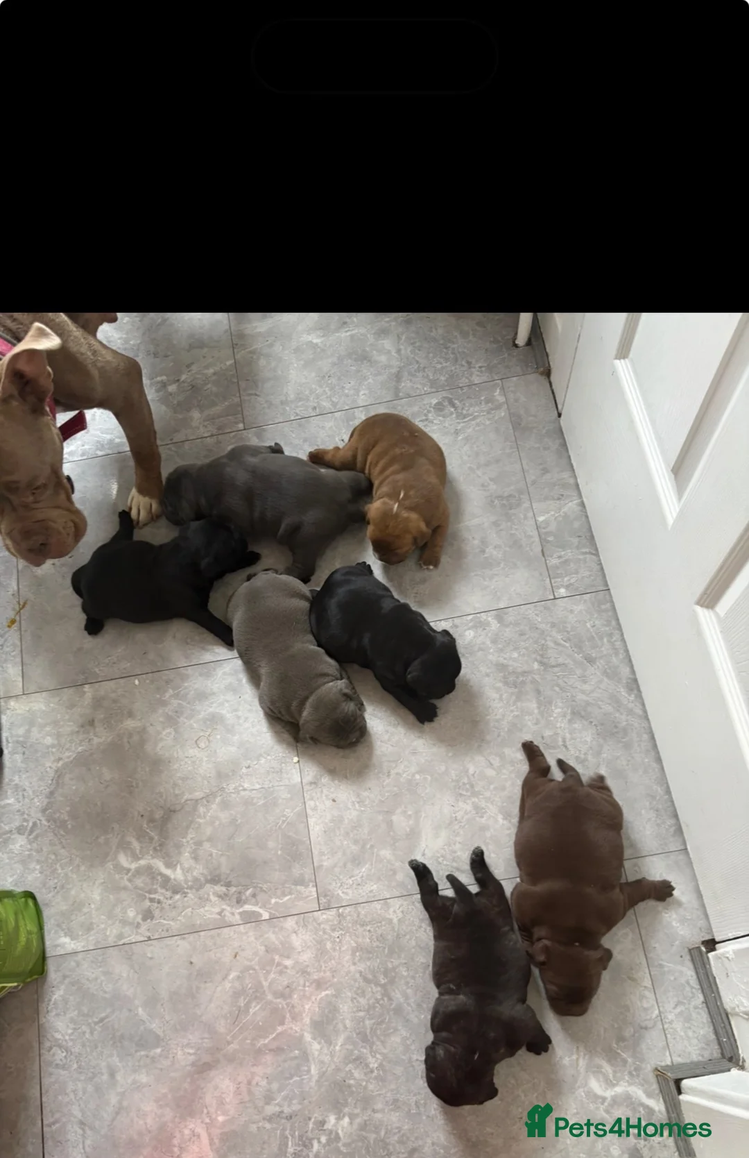American Bully dogs for sale: **MICRO BULLY PUPPIES *** - Advert 1