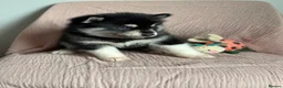 Utonagan dogs for sale: 🐾 Crufts Line Husky x Malamute - Health tested 🐾 - Advert 34