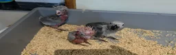 Cockatoo birds for sale: Hand-Raised cockatoo Galah Baby Parrot - Advert 6