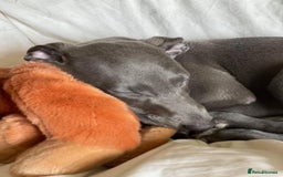 Whippet dogs for stud: BLUE PEDIGREE KC REGISTERED WHIPPET AT STUD in Salisbury - Image 13