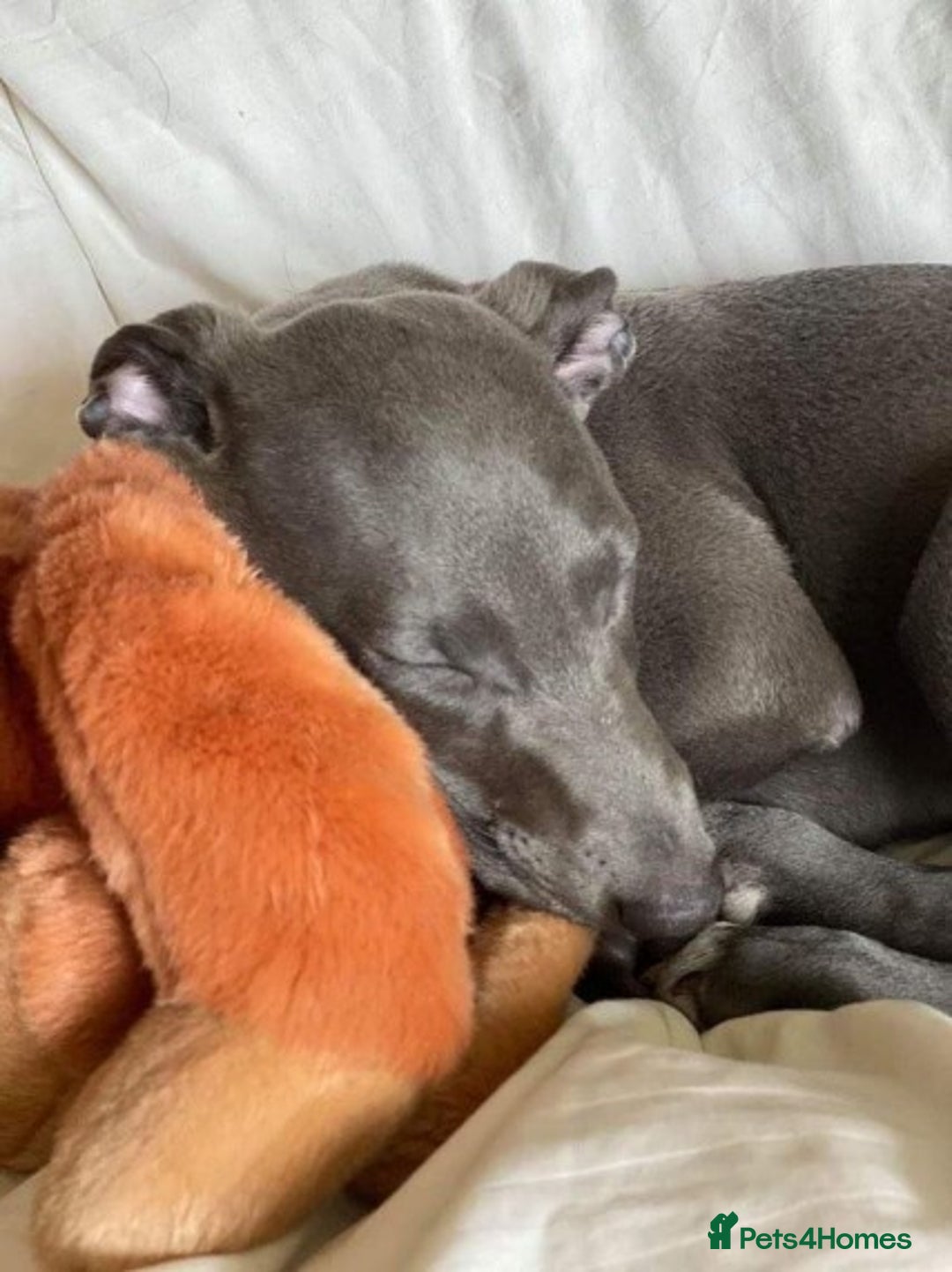 Whippet dogs for stud: BLUE PEDIGREE KC REGISTERED WHIPPET AT STUD in Salisbury - Image 13