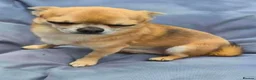 Chihuahua dogs for sale: Male chihuahua 3 years old  - Advert 4