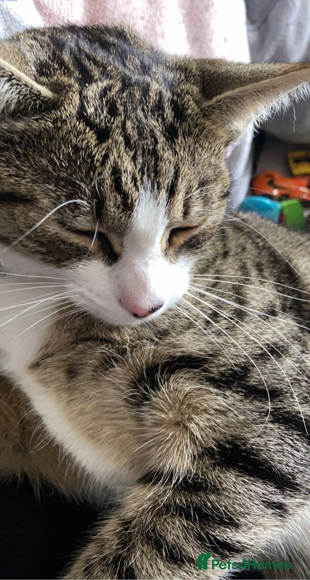 Mixed Breed cats for sale: Brother and sister  in Bridgend - Advert 5
