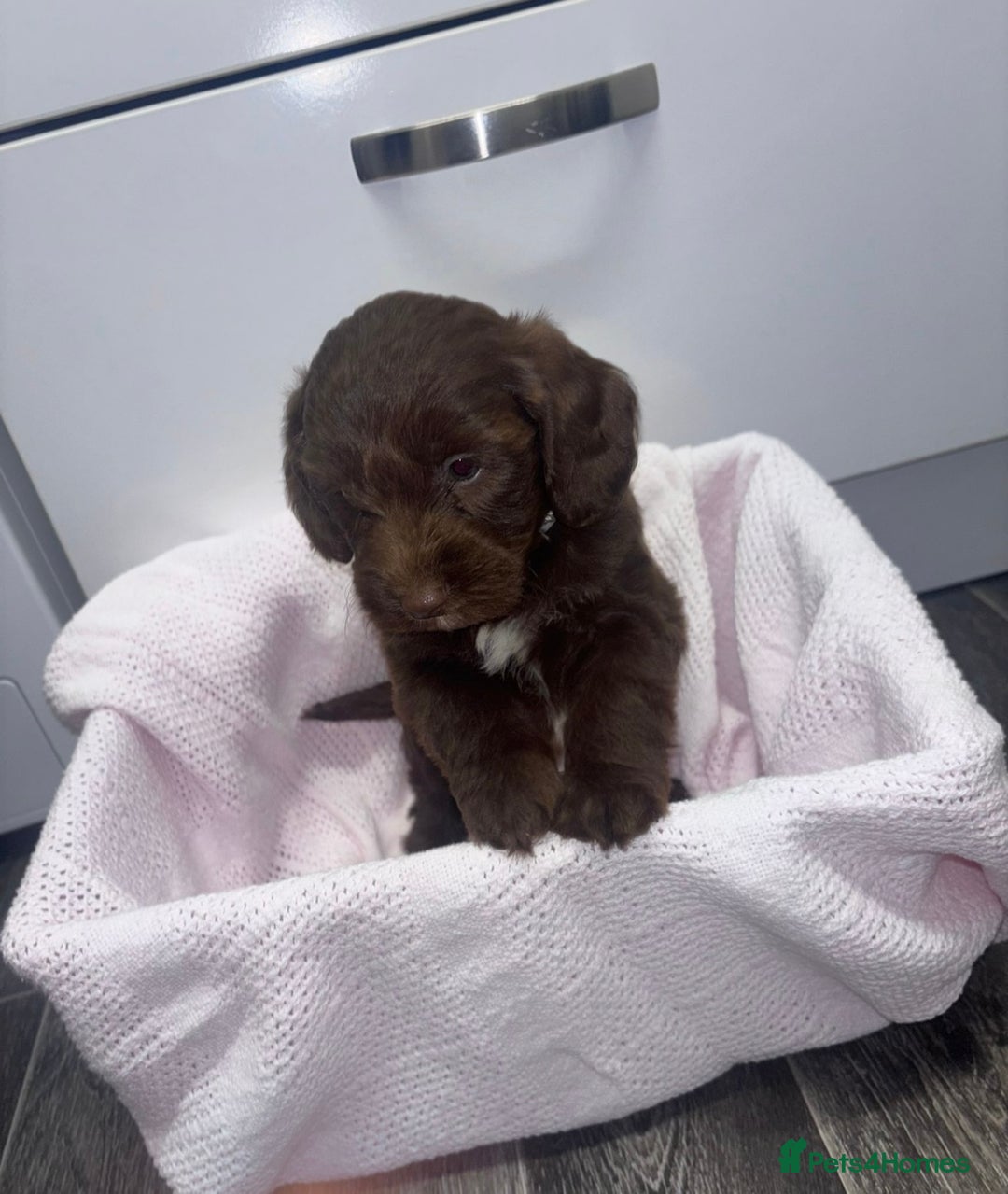 Cockapoo dogs for sale: 3 remaining Adorable cockapoo puppies  - Advert 11