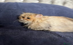 British Longhair cats for sale: Gorgeous Gccf female British Longhairs - Image 6