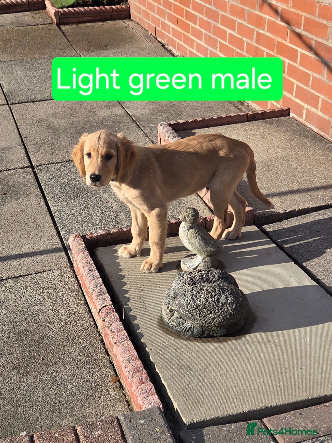 Golden Retriever dogs Beautiful natured pups fully vaccinated - Advert 1