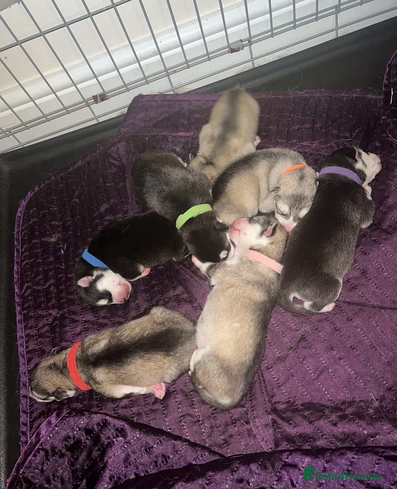 Alaskan Malamute dogs Alaskan Malamute Puppies For Sale - Advert 11