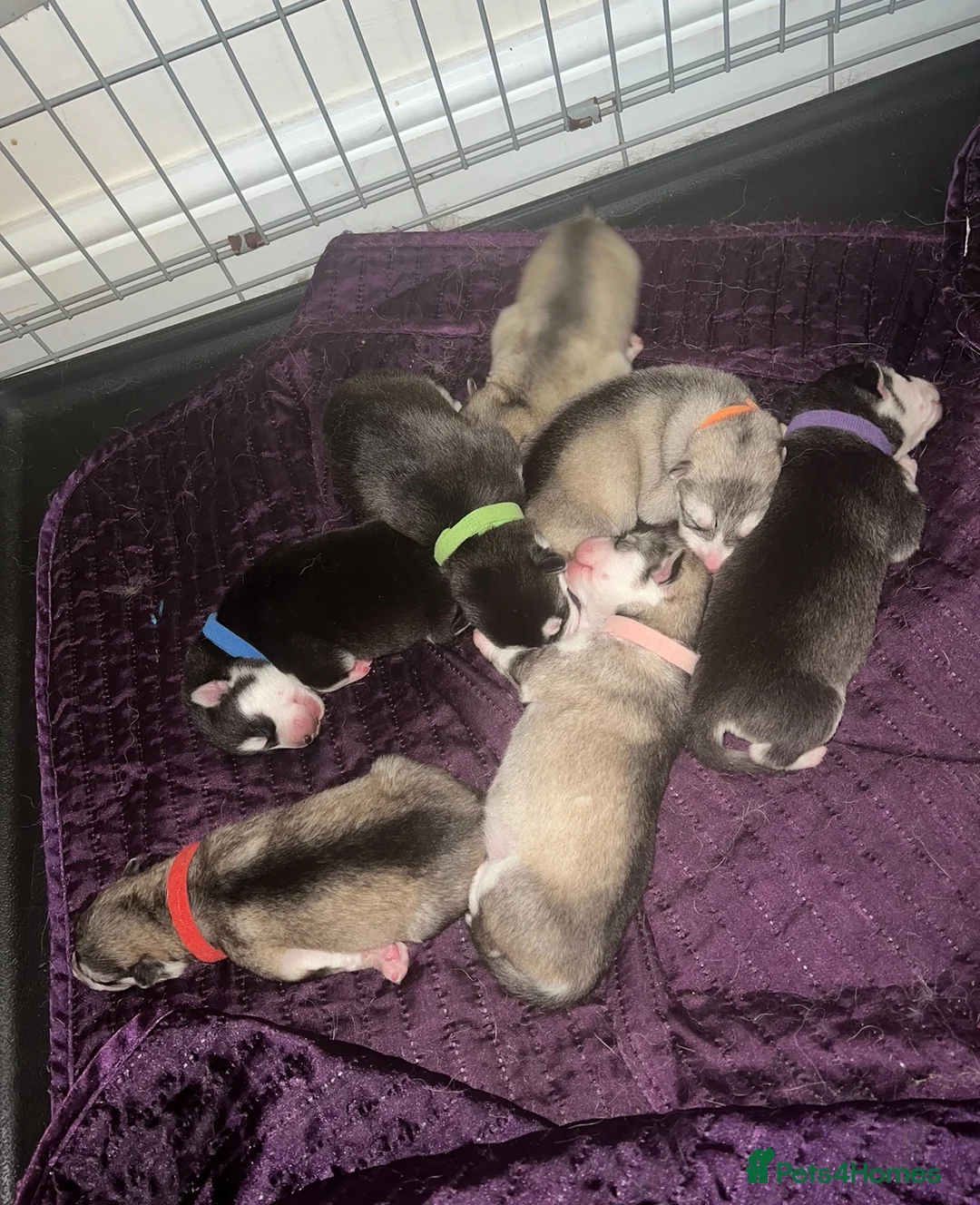 Alaskan Malamute dogs for sale: Alaskan Malamute Puppies For Sale - Advert 1