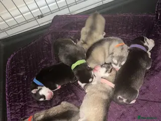 Alaskan Malamute dogs Alaskan Malamute Puppies For Sale - Advert 17