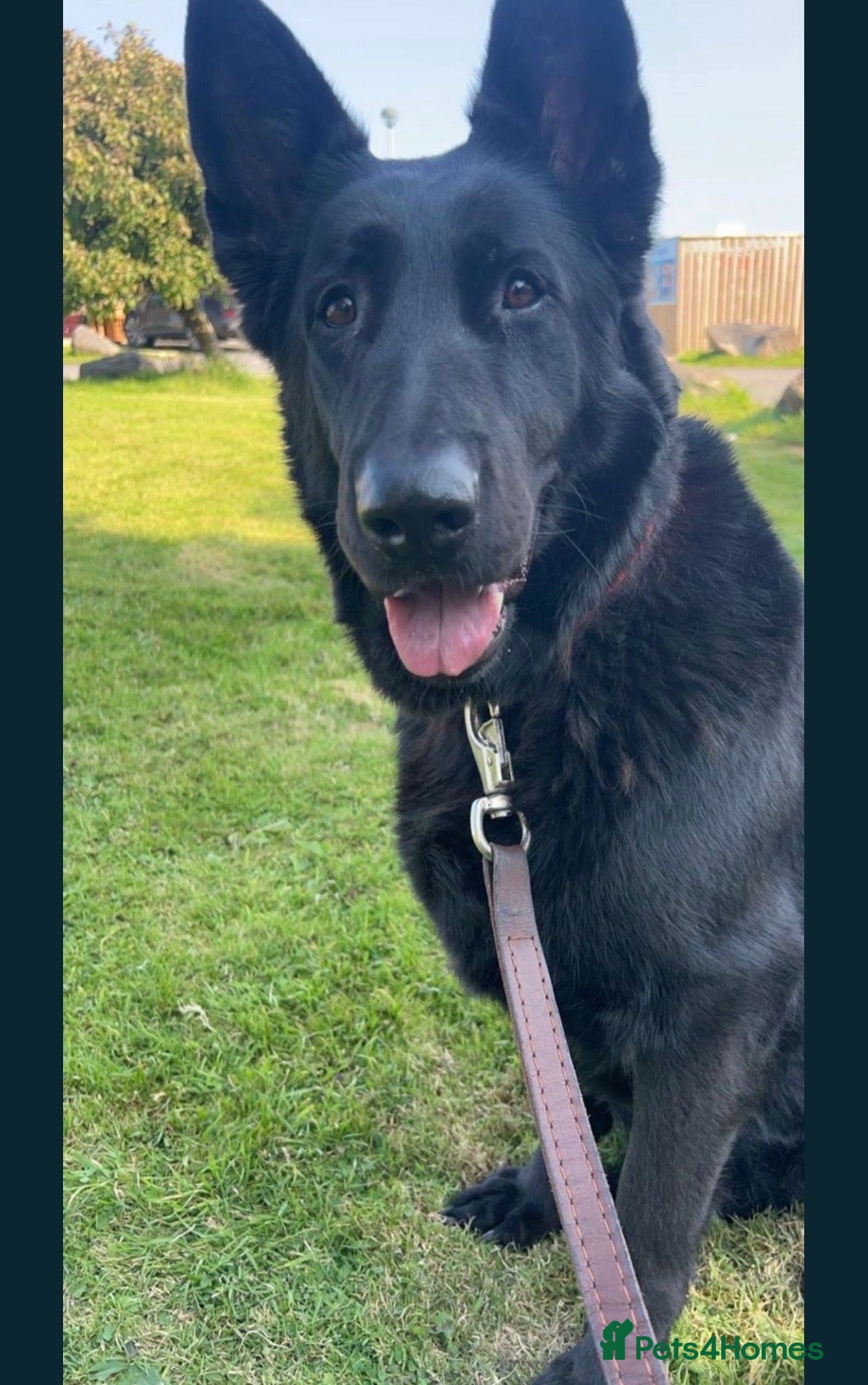 German Shepherd dogs German Shepherd puppy! - Advert 1