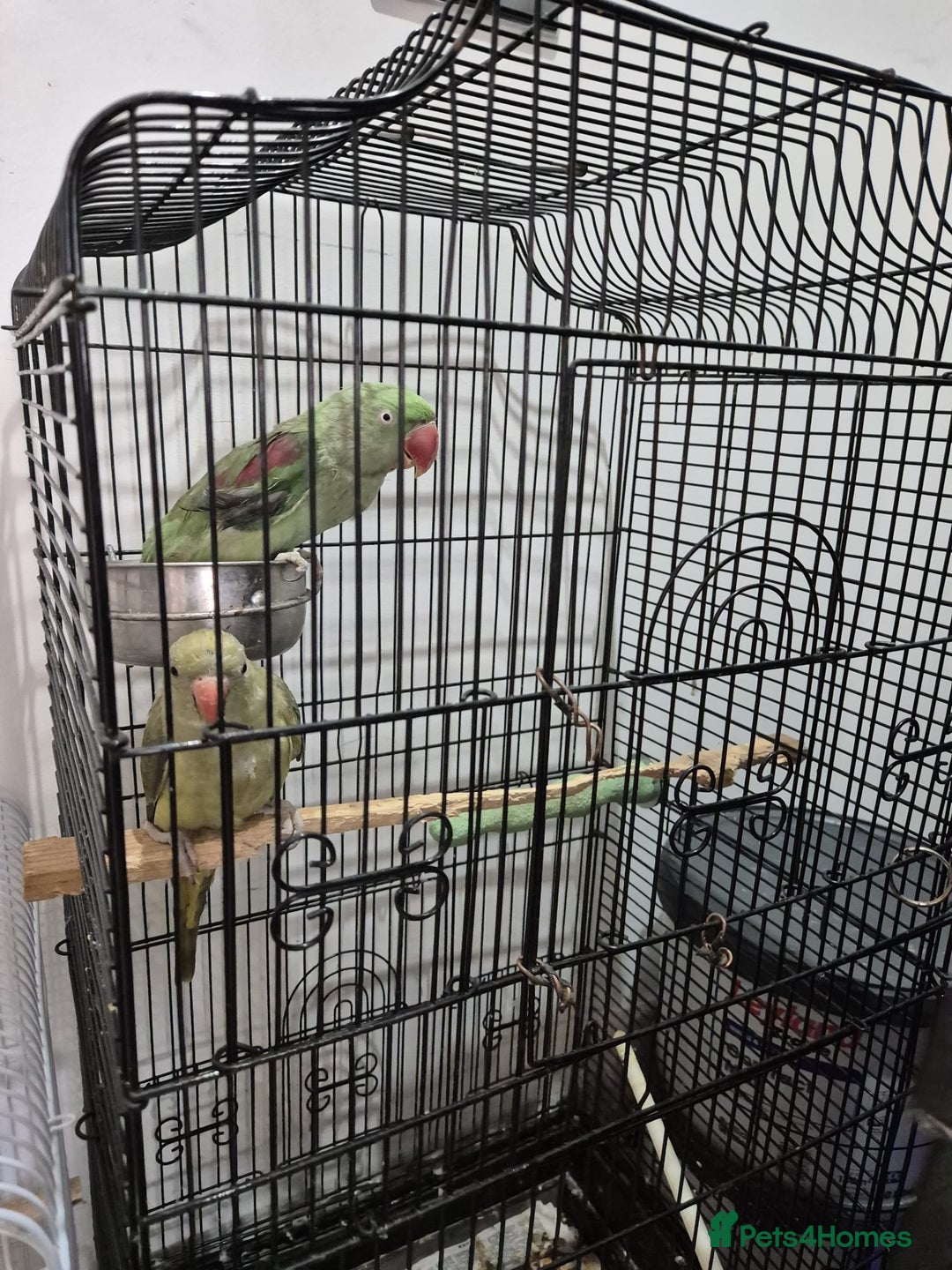 Budgerigars birds for sale: Budgies  - Image 10
