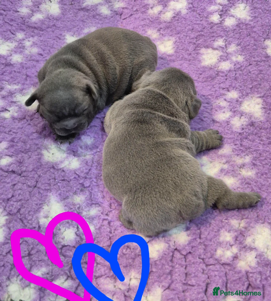 French Bulldog dogs for sale: Stunning Lilac Boy, 5* council Licensed Breeder. - Advert 2
