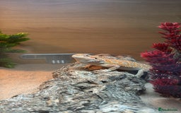 Bearded Dragon reptiles for sale: Bearded Dragon  - Image 2