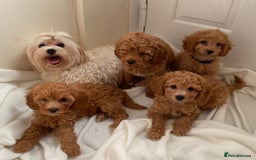 Maltipoo dogs for sale: Extensively DNA tested clear maltipoos - Image 8