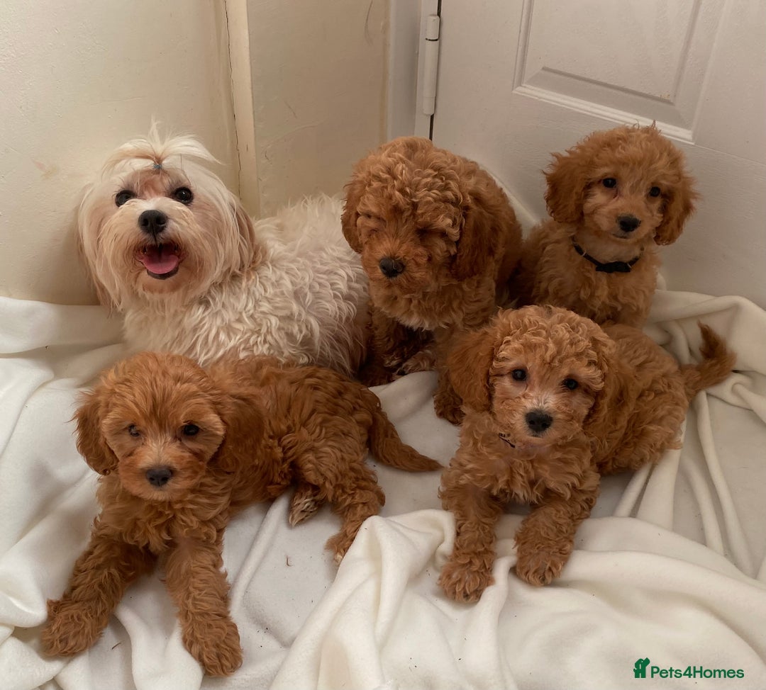 Maltipoo dogs for sale: Extensively DNA tested clear maltipoos - Image 8